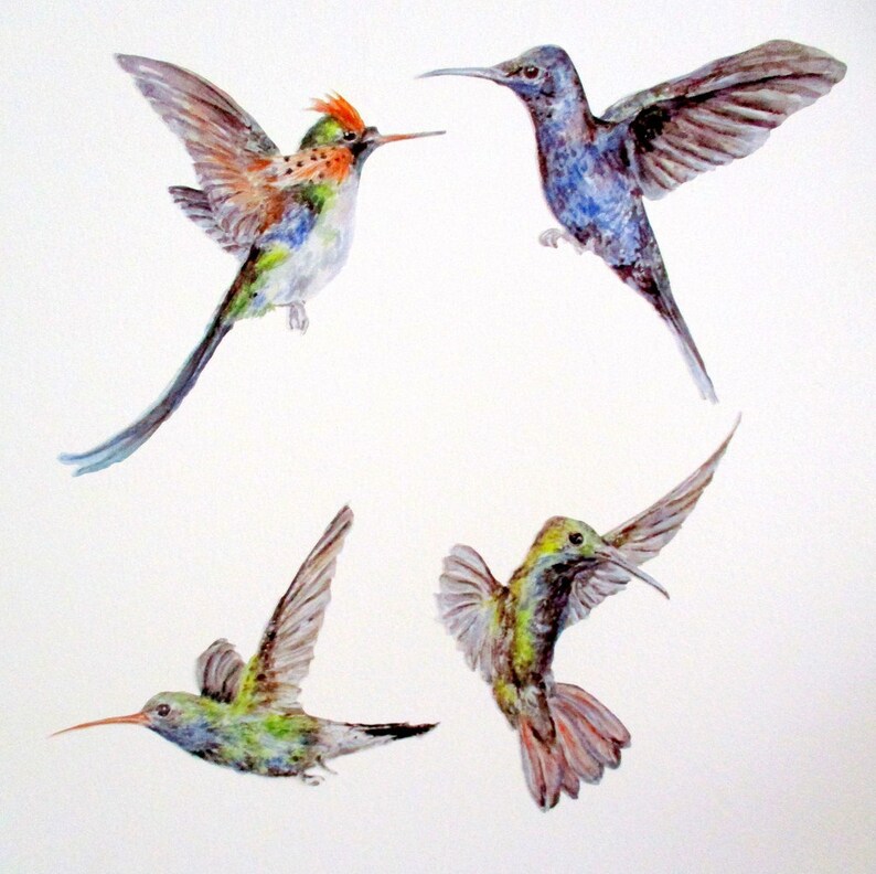 Hummingbird Wall Stickers Humming Bird Wall Decals Gift for Etsy UK