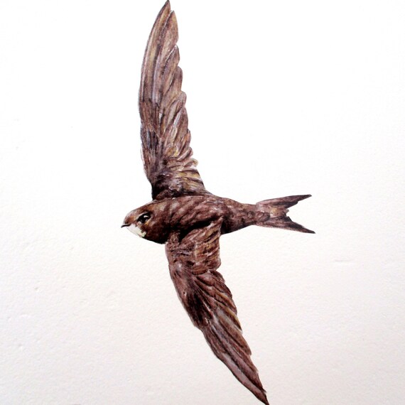 Swift Bird Wall Art Uk Sticker Wildlife Decal British Lover Gift Fathers Day