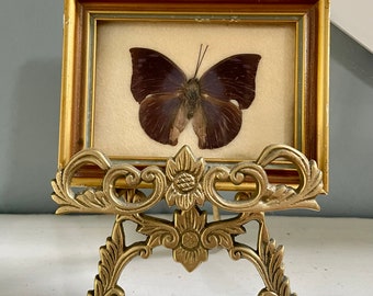 Vintage Floralp Tyrol Mid Century Taxidermy • Salamis Anteva • Preserved Butterfly • Handmade in Austria