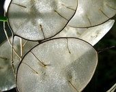Lunaria honesty moonwort Money Plant Purple Violet flower seeds