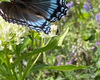 SWAMP MILKWEED~White Seeds