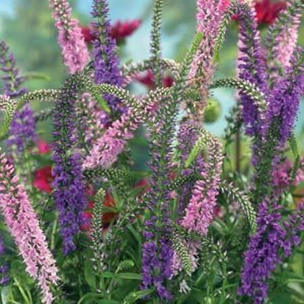 Sightseeing  Mix Veronica Seeds "Sale"