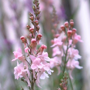 Linaria, Perennial Toadflax, Pink Toadflax 'Canon J. Went' and Purple MIX Linaria purpurea SEEDSsale image 2