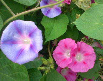 Morning Glory Grandpa Ott & Mixed 100+Seeds climbing vine 100+ seeds sale