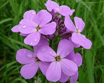 Dames Rocket Purple Flower Seeds, Fragrant Perennial Seeds~~
