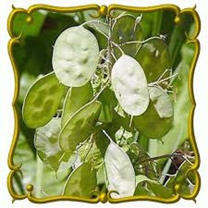 Lunaria/honesty moonwort Money Plant Purple Violet flower 50 seeds image 4