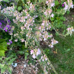 Linaria, Perennial Toadflax, Pink Toadflax 'Canon J. Went' and Purple MIX Linaria purpurea SEEDSsale image 3