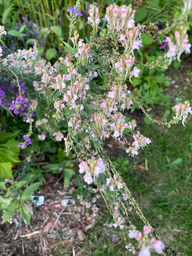 Linaria, Perennial Toadflax, Pink Toadflax 'Canon J. Went' and Purple MIX Linaria purpurea SEEDSsale image 3