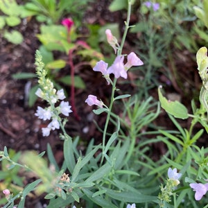 Linaria, Perennial Toadflax, Pink Toadflax 'Canon J. Went' and Purple MIX Linaria purpurea SEEDSsale image 6