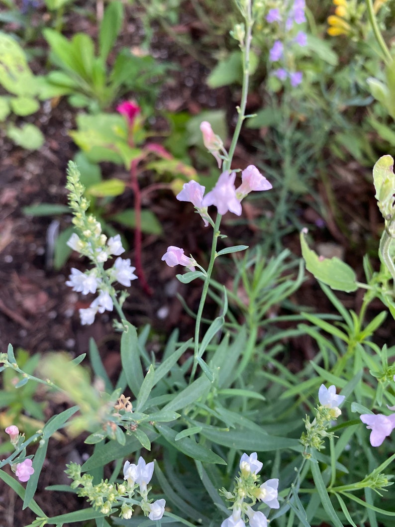 Linaria, Perennial Toadflax, Pink Toadflax 'Canon J. Went' and Purple MIX Linaria purpurea SEEDSsale image 6