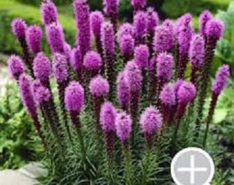 Liatris Spicata Blazing Star ~Purple Flower SEEDS
