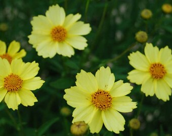Full Moon Coreopsis Seeds
