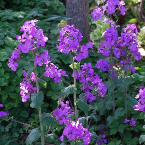 Lunaria/honesty moonwort Money Plant Purple Violet flower 50 seeds image 2