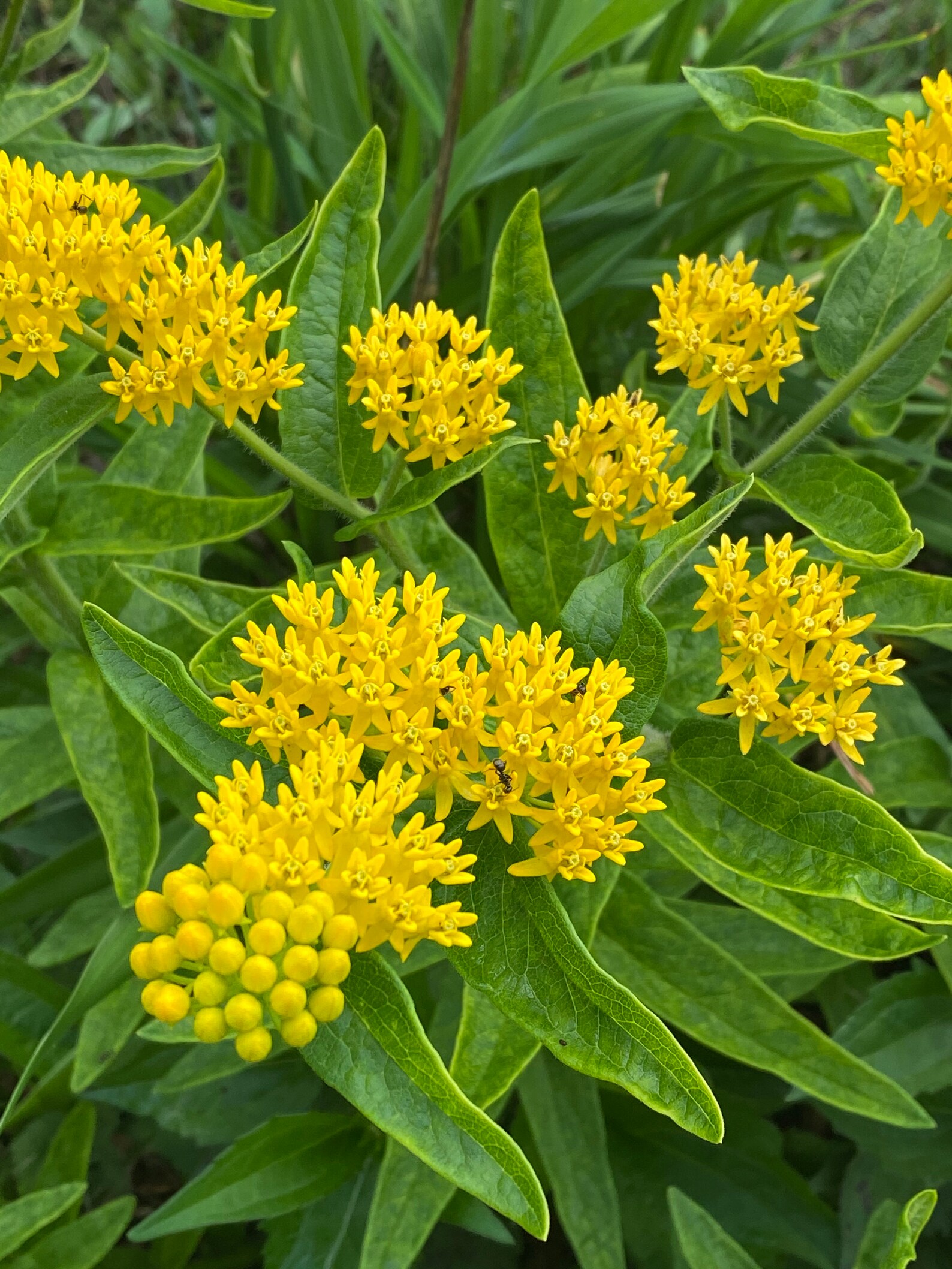 Asclepias 'hello Yellow' Butterfly Weed Seeds Etsy