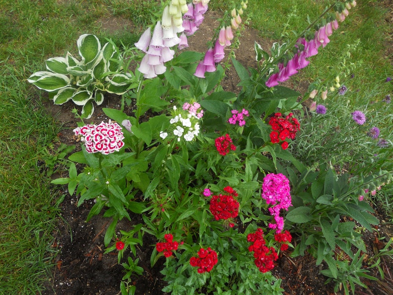 Butterflies Sweet William Dianthus Barbatus Seeds Mixed Colors Attracts Hummingbirds Outdoor Gardening Home Living Tripod Ee