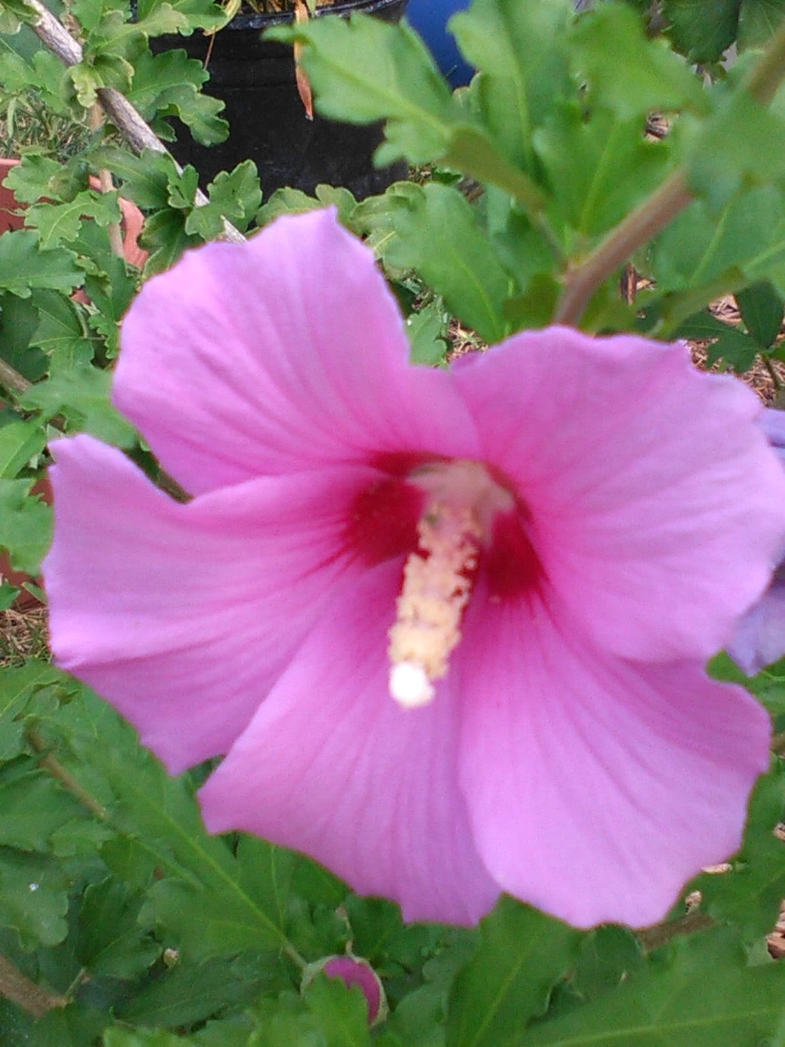 Hibiscus-Rose of Sharon-Hardy Arbuste 75 mixte Graines