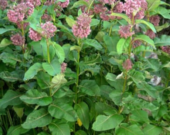 50+ Ct.~Common Milkweed (Asclepias syriaca) Seeds