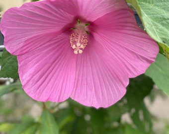 Hibiscus Moscheutos Rose Mallow Seeds