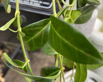 Periwinkle Plant X3  stems Vinca minor ~TWO~2~ Live plants