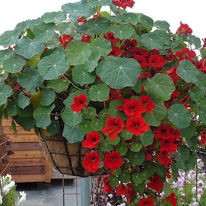 Tropaeolum majus Empress Of India Nasturtium Seeds image 1