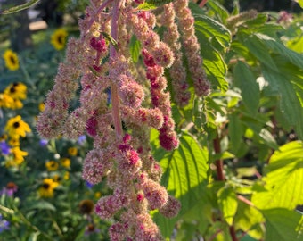 Amaranthus caudatus 'Mira' seeds -(Love Lies Bleeding)