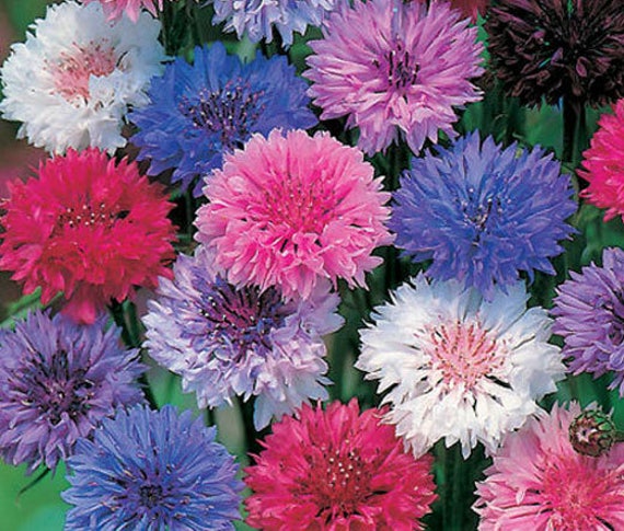 Bachelor Buttons: Cornflowers To Brighten Your Beds