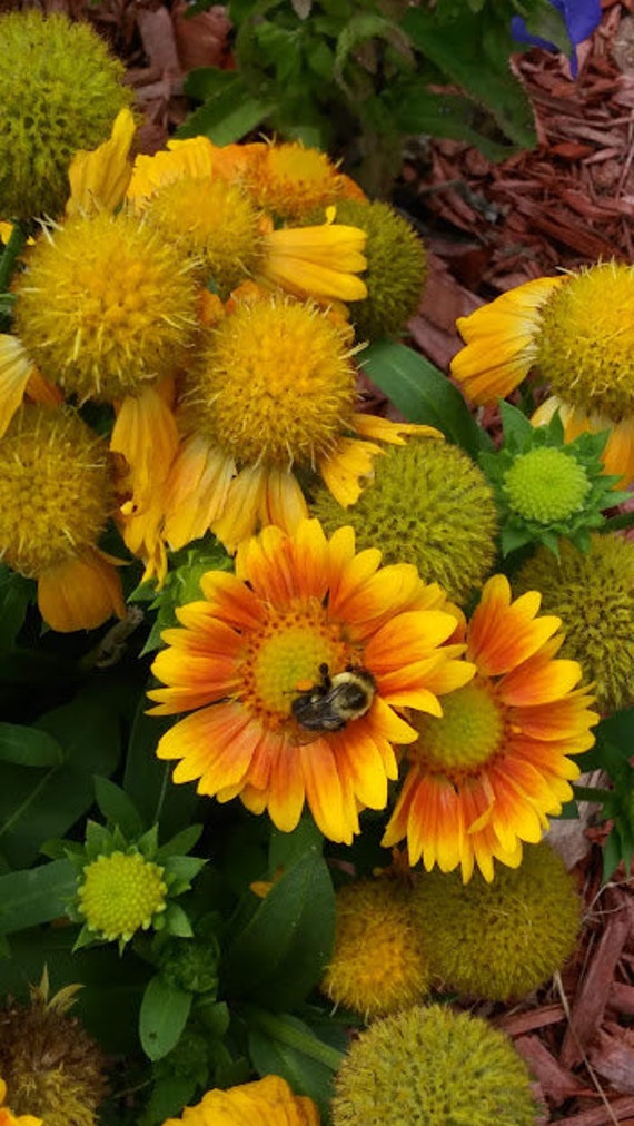 Gaillardia for sale new arrivals