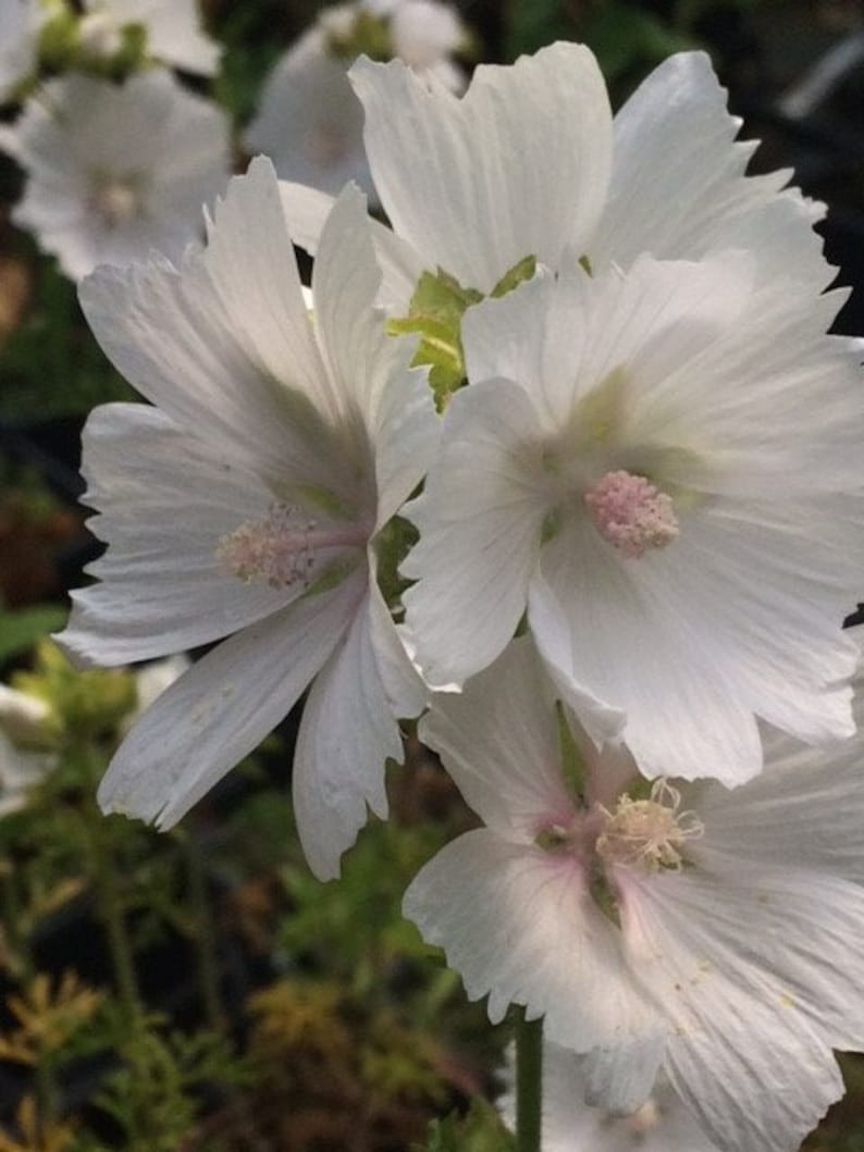 MALVA MOSCHATA ALBA Musk Mallow Seeds image 1