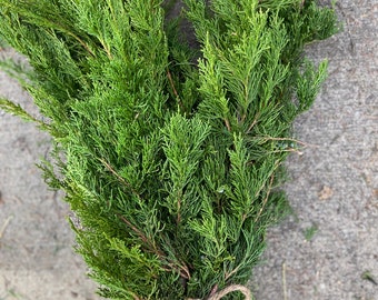 Fresh Juniper berried Branches 3 lbs