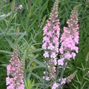 Linaria, Perennial Toadflax, Pink Toadflax 'Canon J. Went' and Purple MIX Linaria purpurea SEEDSsale image 1