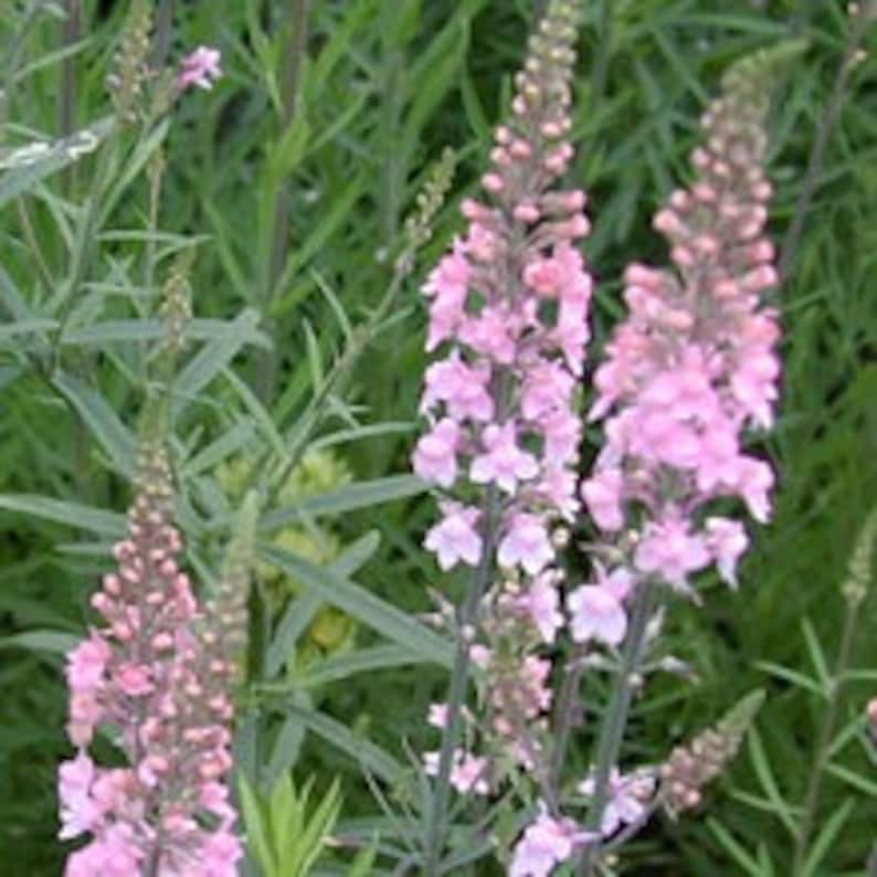 Linaria, Perennial Toadflax, Pink Toadflax 'Canon J. Went' and Purple MIX Linaria purpurea SEEDSsale image 1