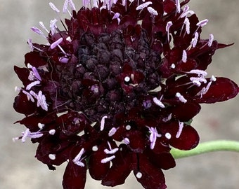 Black Knight Scabiosa 35+ Pincushion Flower Seeds Heirloom