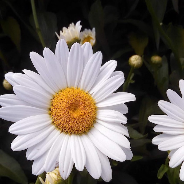 Shasta Daisy Etsy