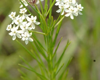 Whorled Milkweed Seeds