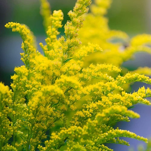 Solidago Seeds – 2,000 Goldenrod "SALE"