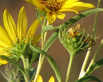 Maximilian sunflower, Max sunflower Seeds