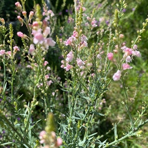 Linaria, Perennial Toadflax, Pink Toadflax 'Canon J. Went' and Purple MIX Linaria purpurea SEEDSsale image 7