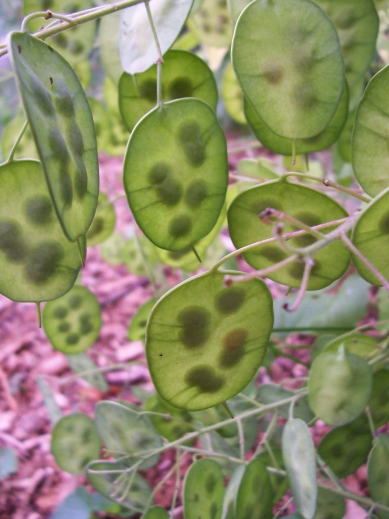 Lunaria/honesty moonwort Money Plant Purple Violet flower 50 seeds image 5