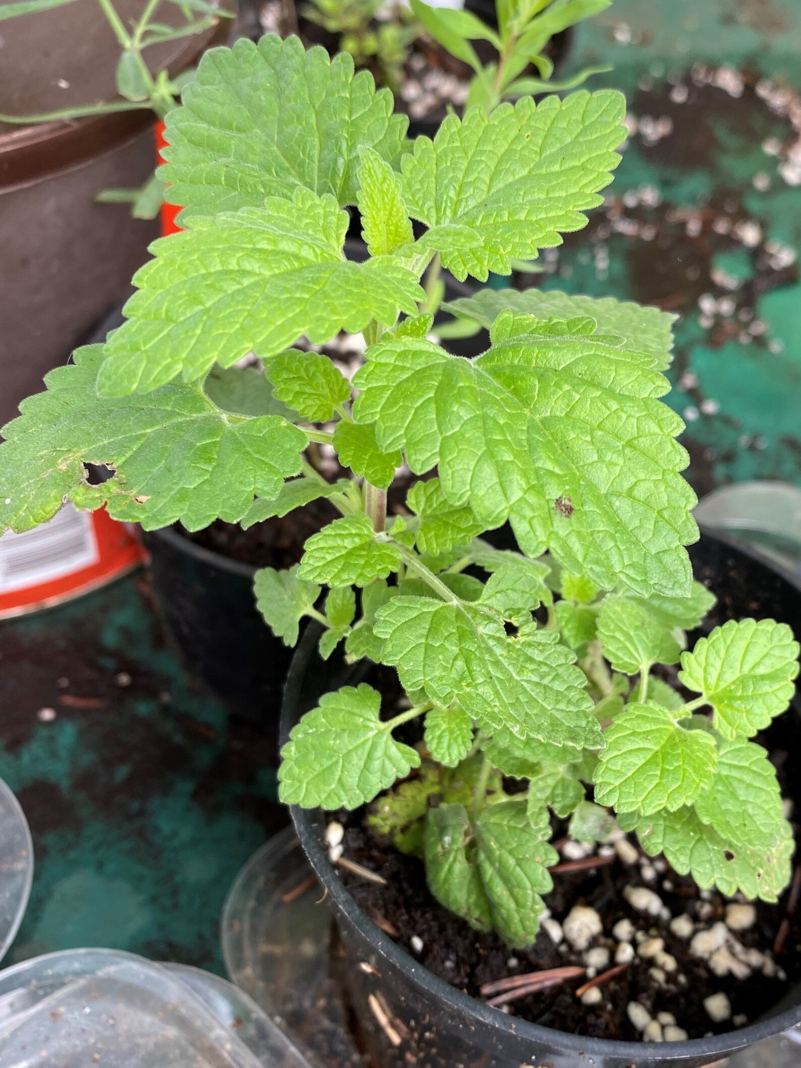 Catnip Nepeta cataria Live Plant Etsy