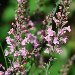 Linaria, Perennial Toadflax, Pink Toadflax 'Canon J. Went' and Purple MIX Linaria purpurea SEEDSsale image 4