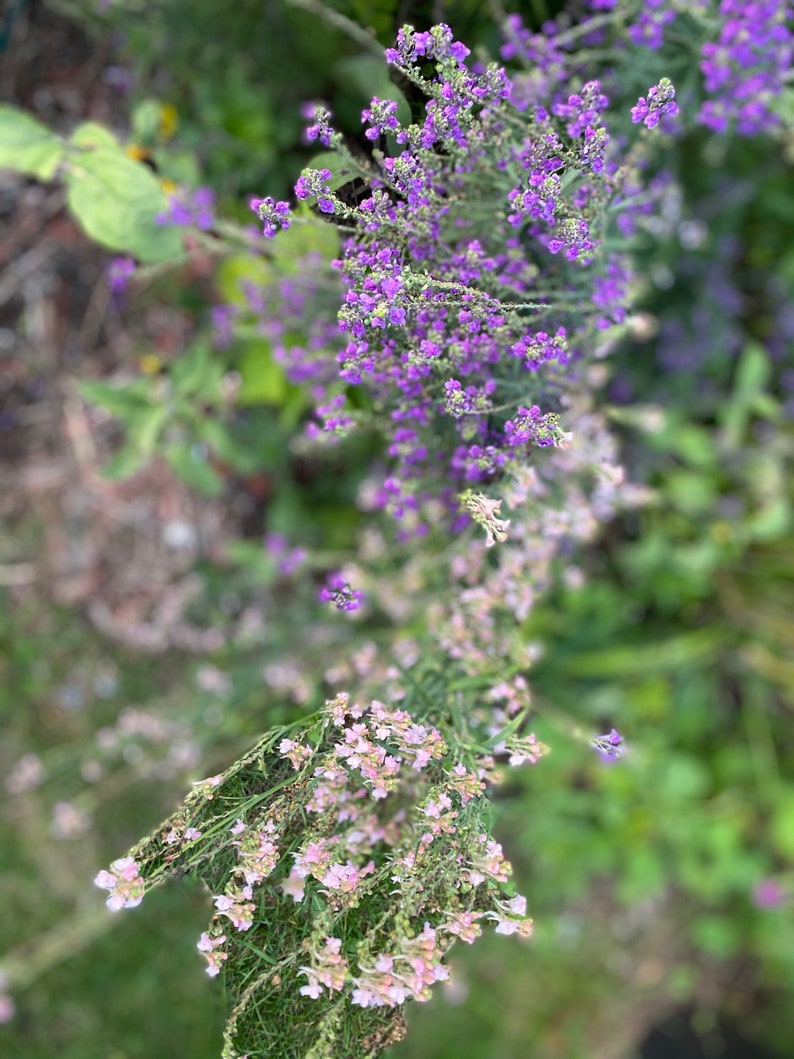 Linaria, Perennial Toadflax, Pink Toadflax 'Canon J. Went' and Purple MIX Linaria purpurea SEEDSsale image 5