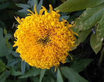 Mission Giant Marigold seeds