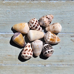Puede incluir: Una colección de nueve conchas cónicas dispuestas en un grupo. Las conchas muestran varios patrones y colores, incluyendo tonos marrones, bronceados, crema y morados, con marcas manchadas, moteadas y rayadas en sus superficies cónicas lisas.