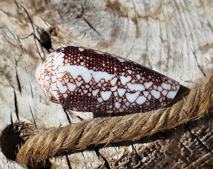 Cone Shell Pattern Dall's Cone Shell | Hawaiian Pacific Ocean Shell | Natural Shell With ...