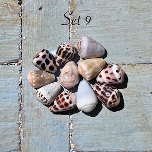 May include: A collection of ten cone shells arranged in a circular pattern, labelled Set 9. The shells feature various natural patterns including dark brown spots, mottled tan markings, and smooth white surfaces with distinct spiral textures.