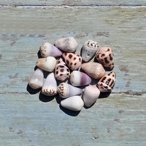 May include: A collection of small cone shells in various shades of white, cream, and light purple, featuring distinct brown spotted and striped patterns. These conical marine shells are arranged in a cluster, displaying smooth surfaces and pointed ends.
