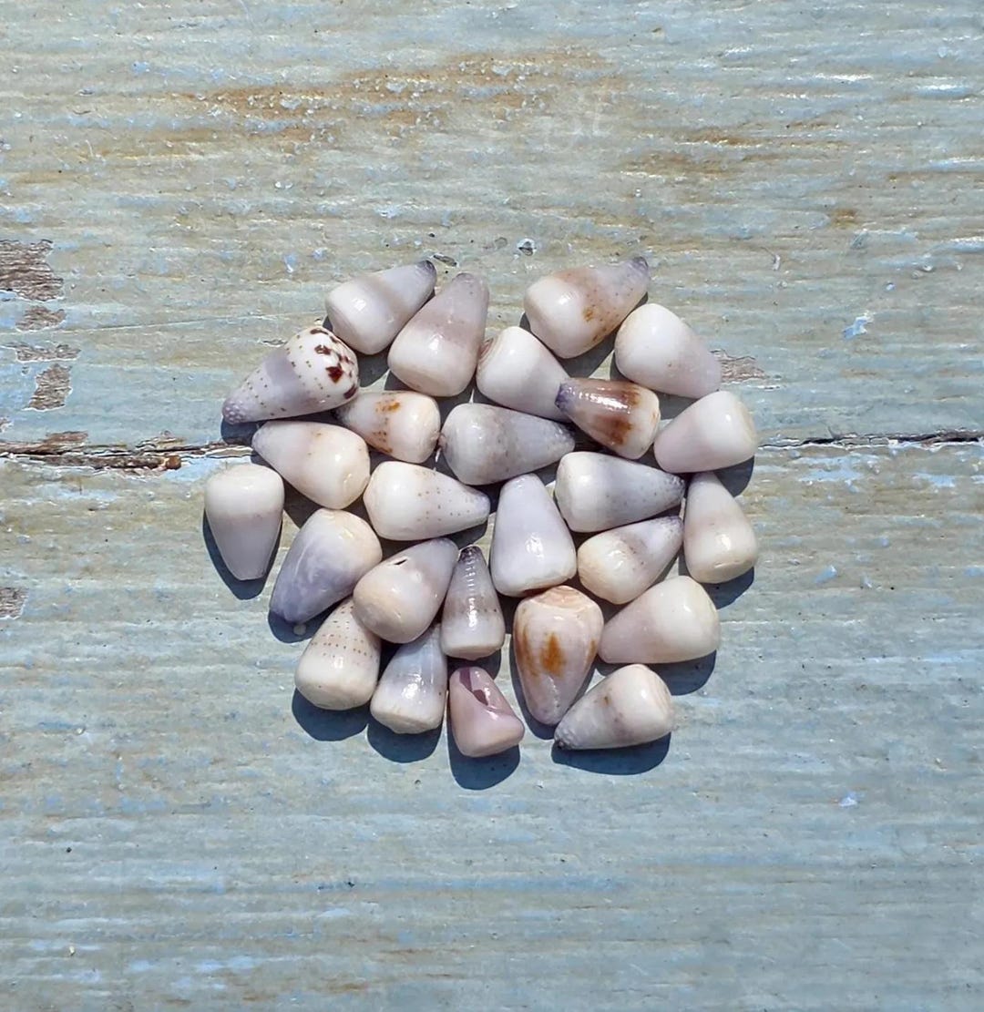 Small & Dwarf Hawaiian and Japanese Cone Shell Sets | AH Sets - Etsy