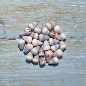 May include: A collection of small, conical sea shells in shades of white, cream, beige, and soft brown. The shells have smooth, polished surfaces and pointed tips, arranged in a cluster. Each shell displays unique natural colour variations and patterns.