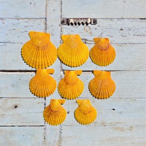 May include: Eight bright yellow scallop shells arranged in a grid pattern. Each shell features a fan-shaped design with distinct vertical ridges radiating from the hinge. The shells vary slightly in size and display a vibrant, uniform golden-yellow hue.