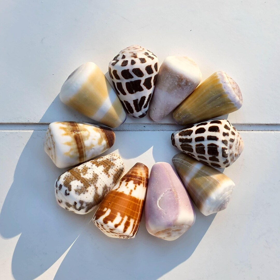 Hawaiian & Japanese Large Hebrew Cone Shells – Pacific Ocean L/12 - Etsy